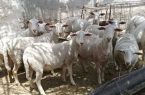 آغاز پرورش ۴۰ رأس گوسفند لاکن در یزد